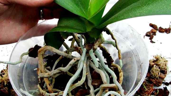 Як вирощувати орхідеї