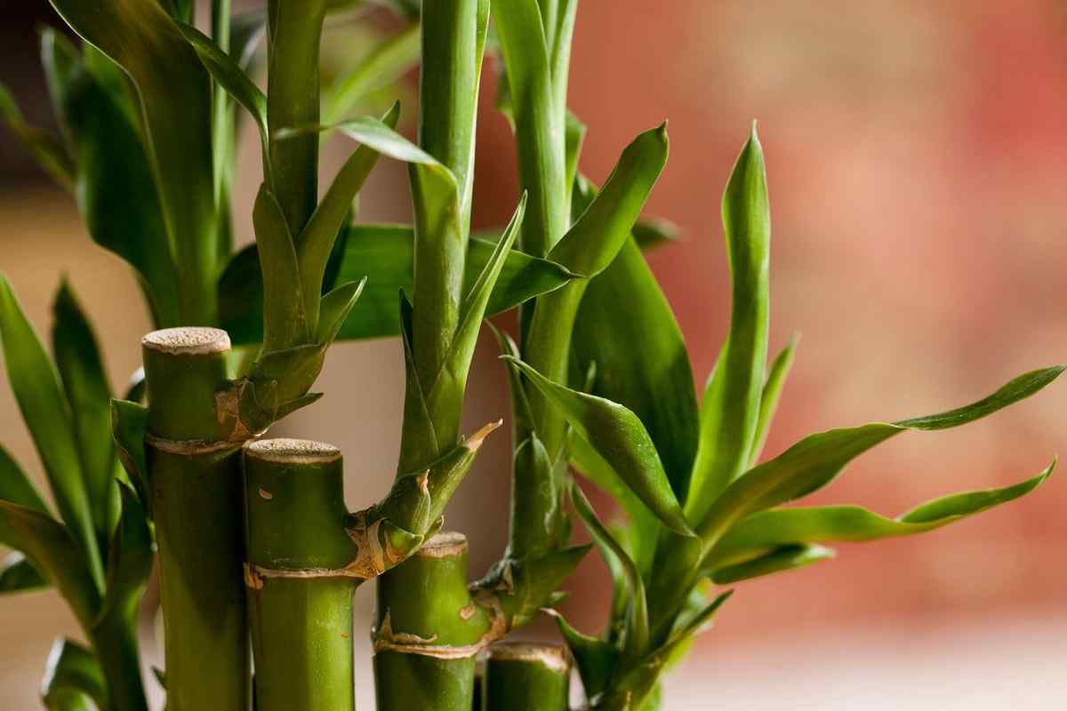 Як поливати бамбук