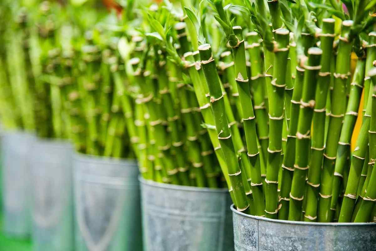 Як ростити бамбук