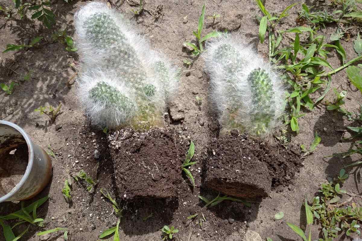Як розсадити кактуси