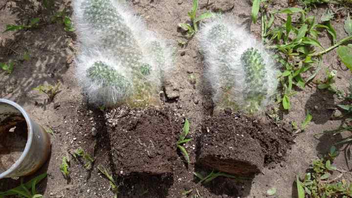 Як розсадити кактуси