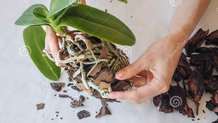 Як пересадити орхідею фаленопсис