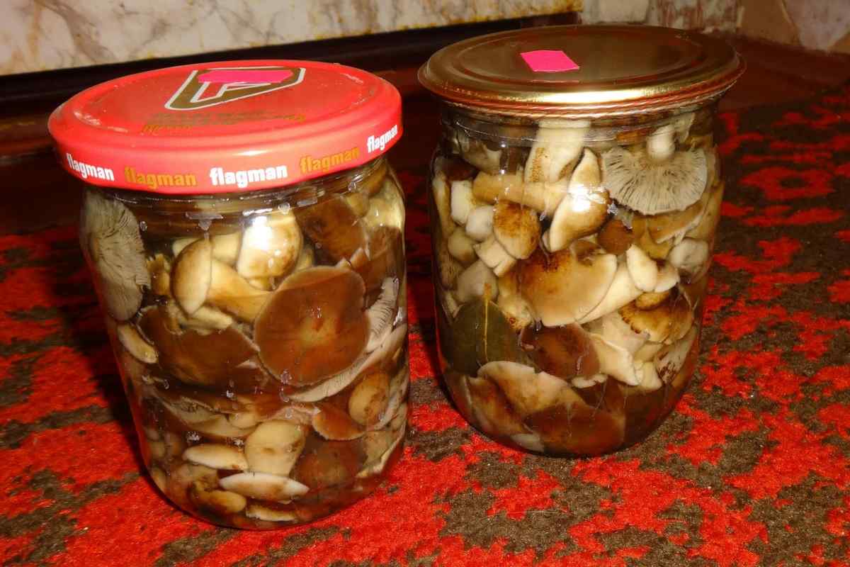 Який найкращий спосіб засолки грибів