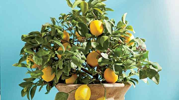 Як поливати лимон
