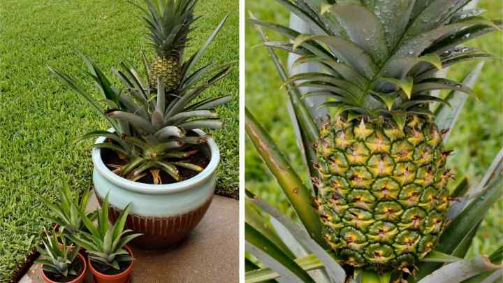 Як посадити верхівку ананаса