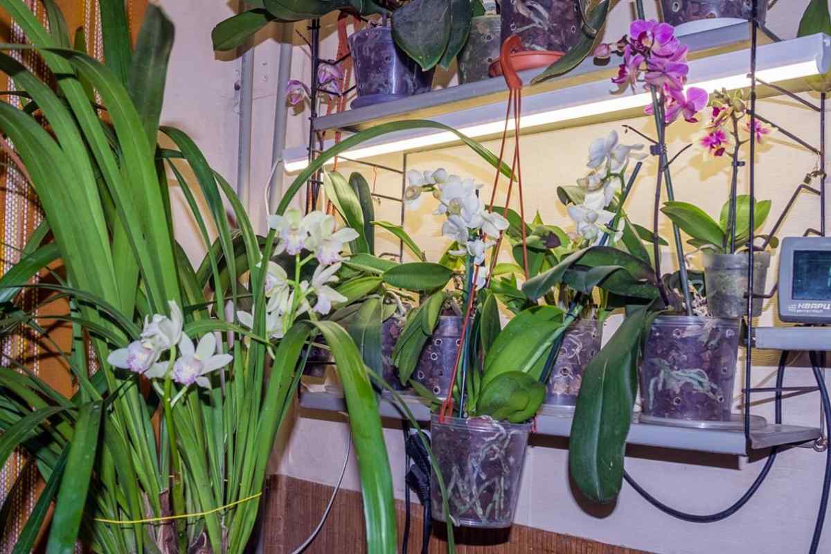 Чому не цвіте орхідея в домашніх умовах
