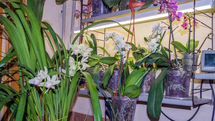 Чому не цвіте орхідея в домашніх умовах