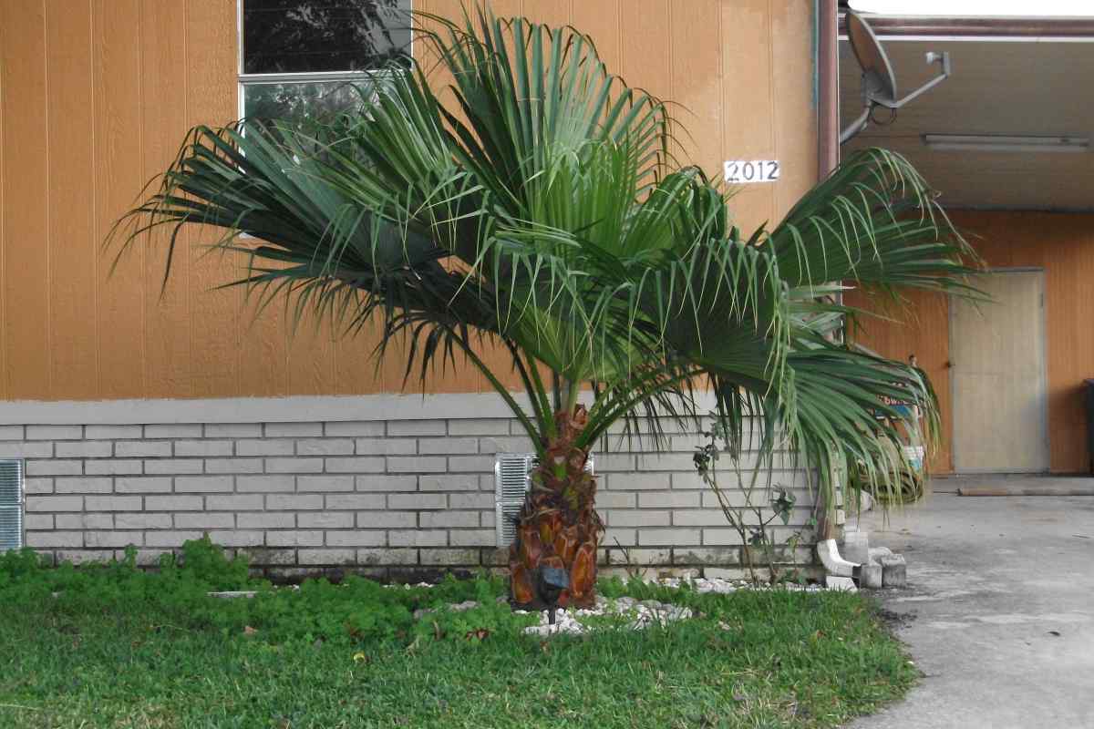 Як врятувати пальму