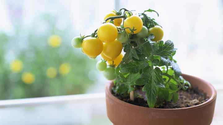 Як виростити помідор на підвіконні