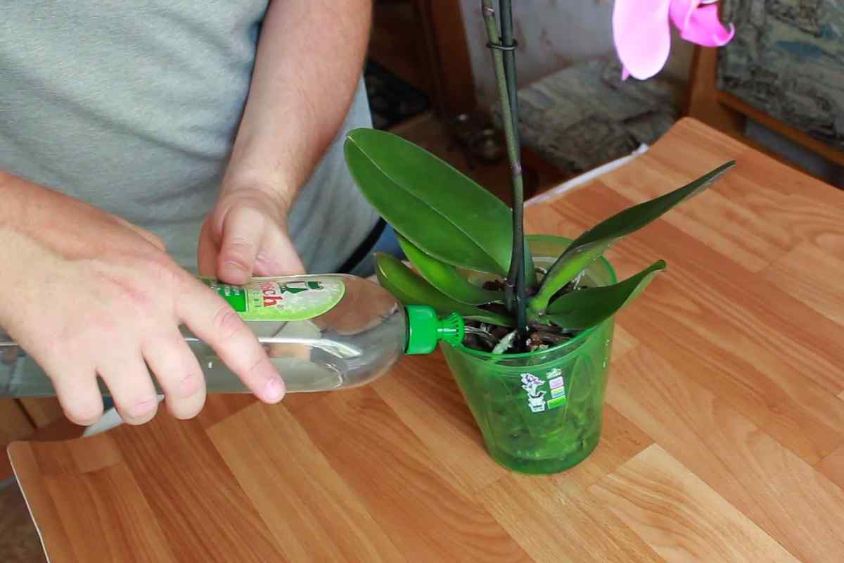 Чесночная вода для орхидей