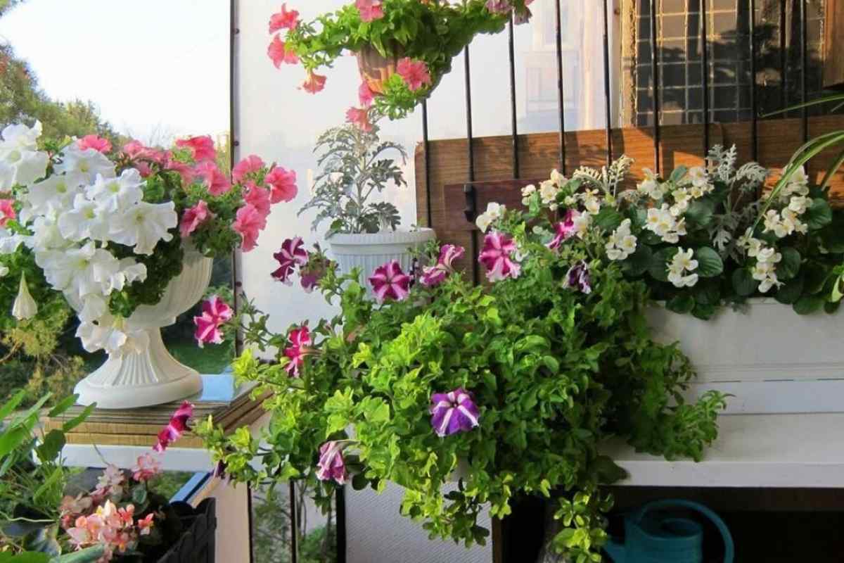Які квіти краще садити на балконі