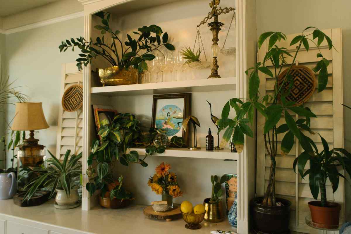 Як правильно розставити рослини в квартирі