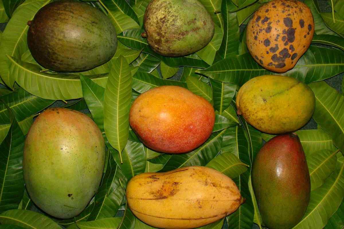 Манго: як виростити тропічний фрукт