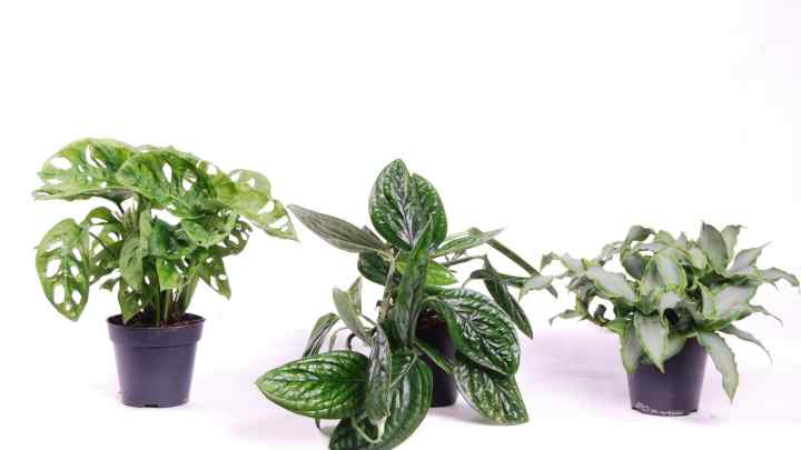 5 стійких і невибагливих кімнатних рослин