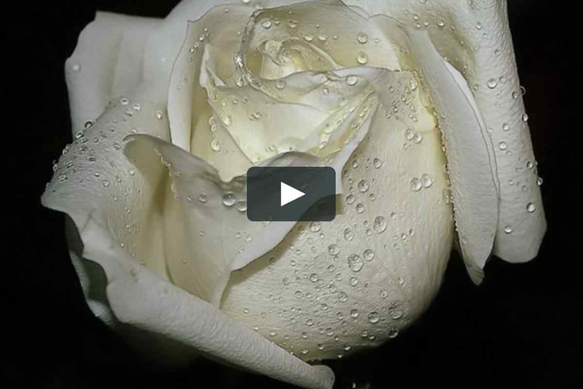 До чого сняться білі троянди
