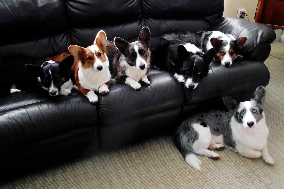 Чи брати собаку великої породи в квартиру?