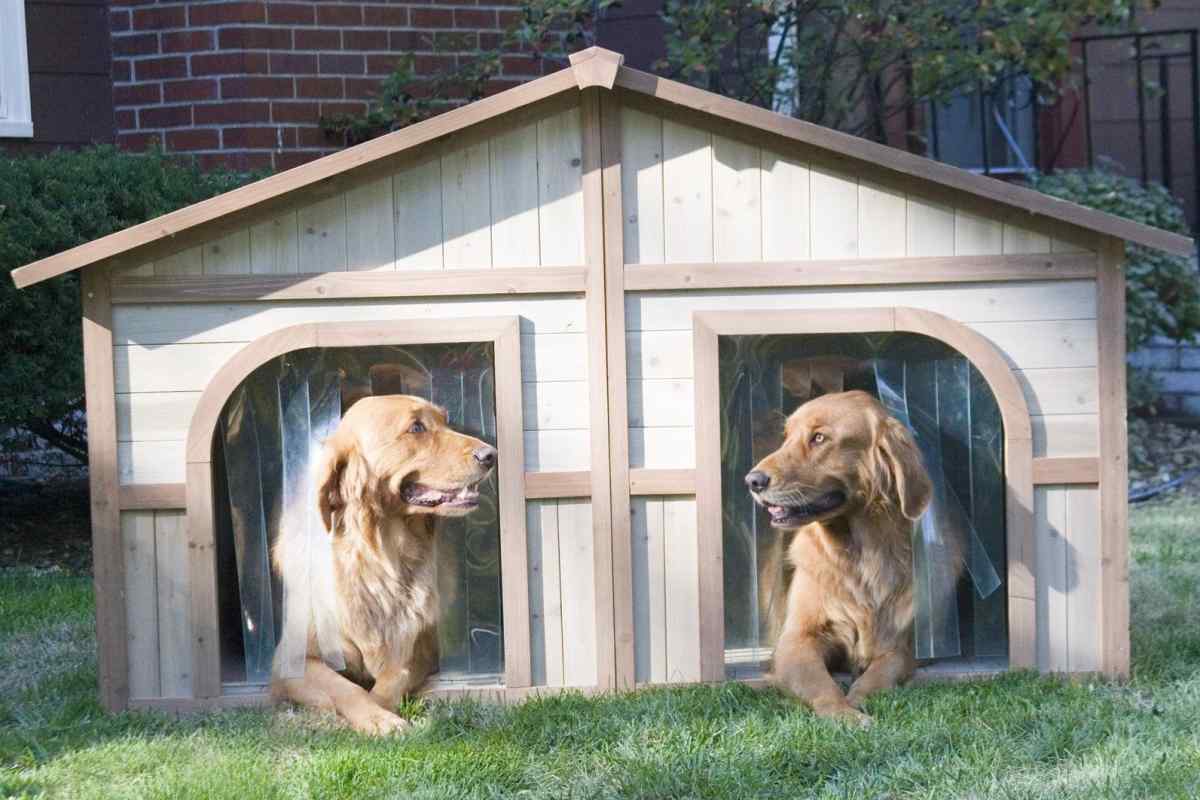 Як собака знаходить будинок