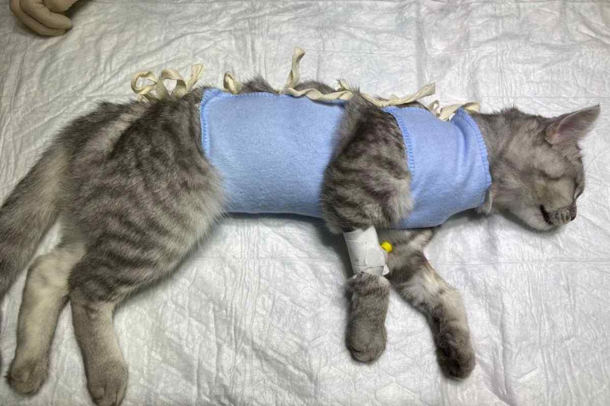 Через скільки після пологів можна стерилізувати кішку