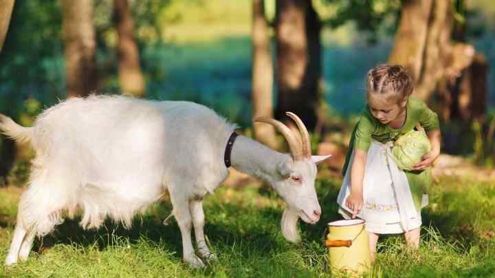 Як давати козяче молоко дитині