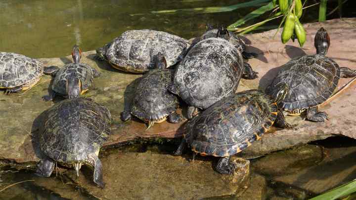 Все про червоноухі черепахи: як вони розмножуються