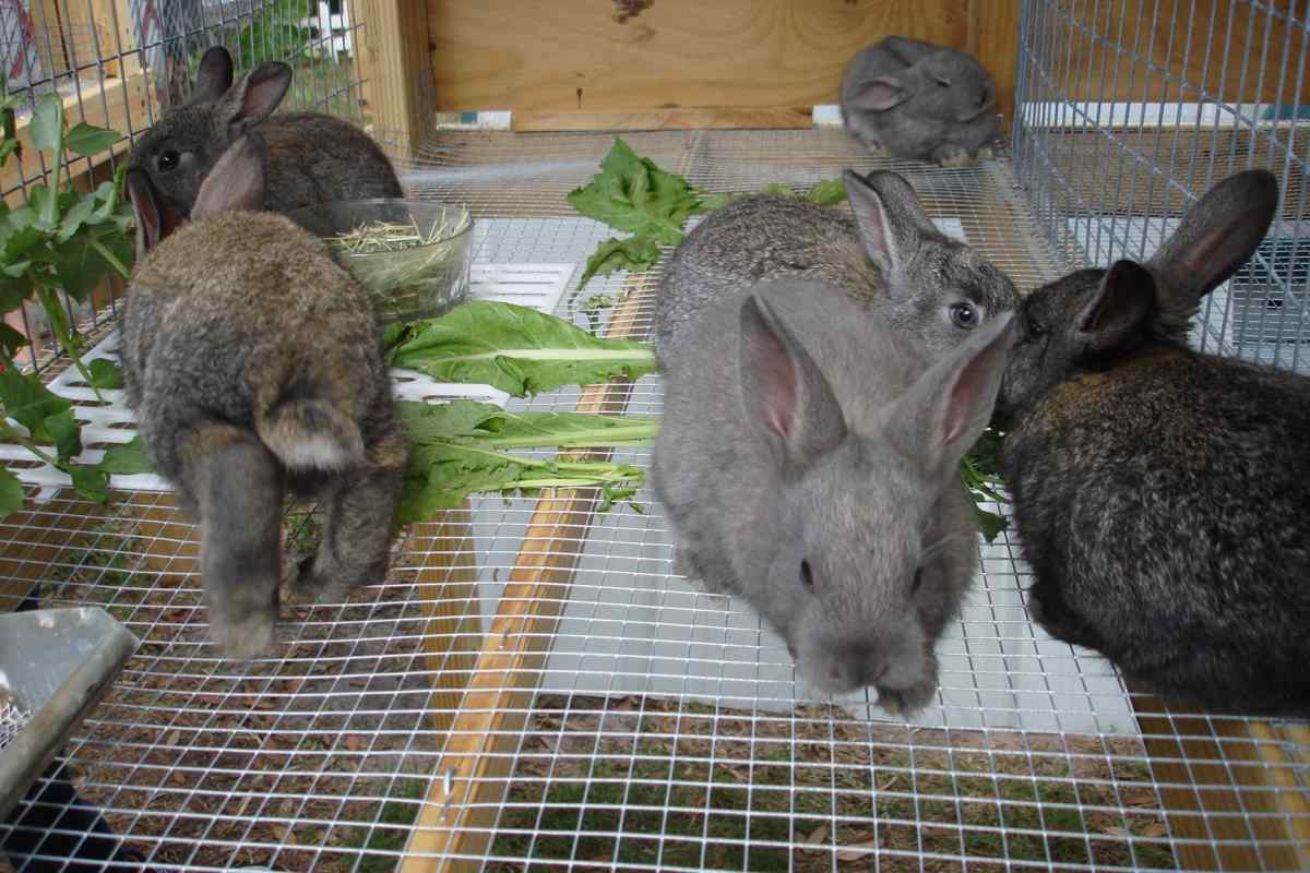 Як розводити кроликів у домашніх умовах
