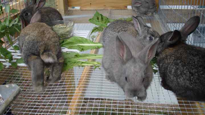 Як розводити кроликів у домашніх умовах