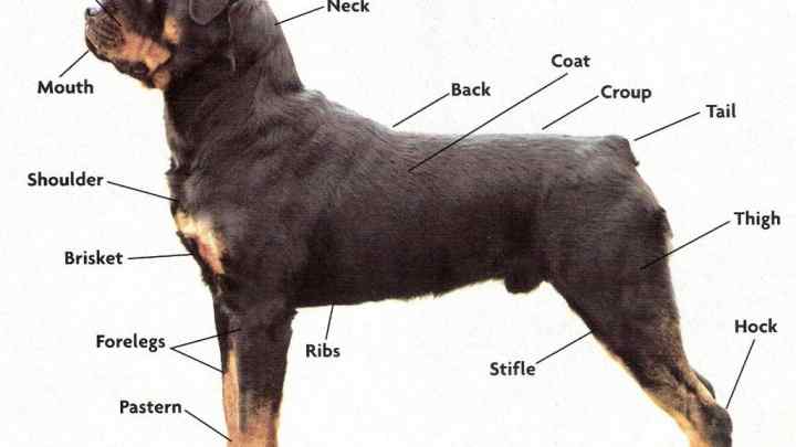 Як дізнатися про розмір собаки