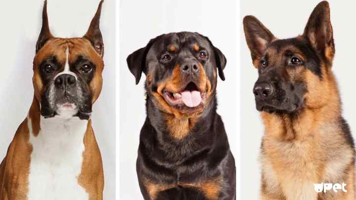 Як вибрати красиву і розумну собаку середніх порід