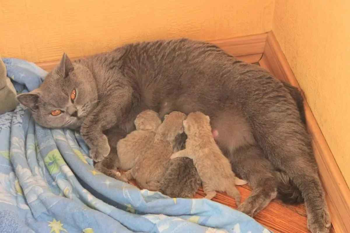 Як визначити, коли кішка народить