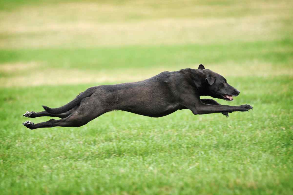 Найшвидший пес у світі