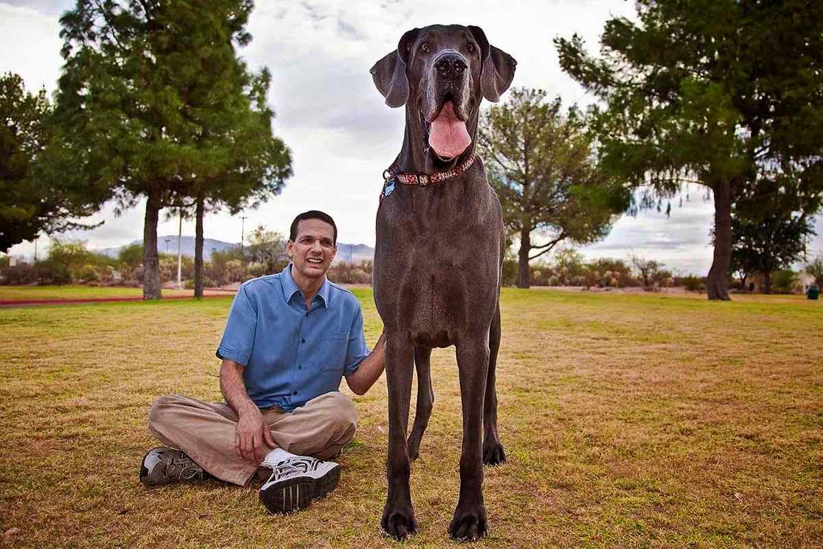 Яка порода собак найбільша у світі