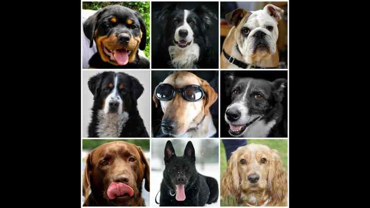 Скільки живуть собаки різних порід