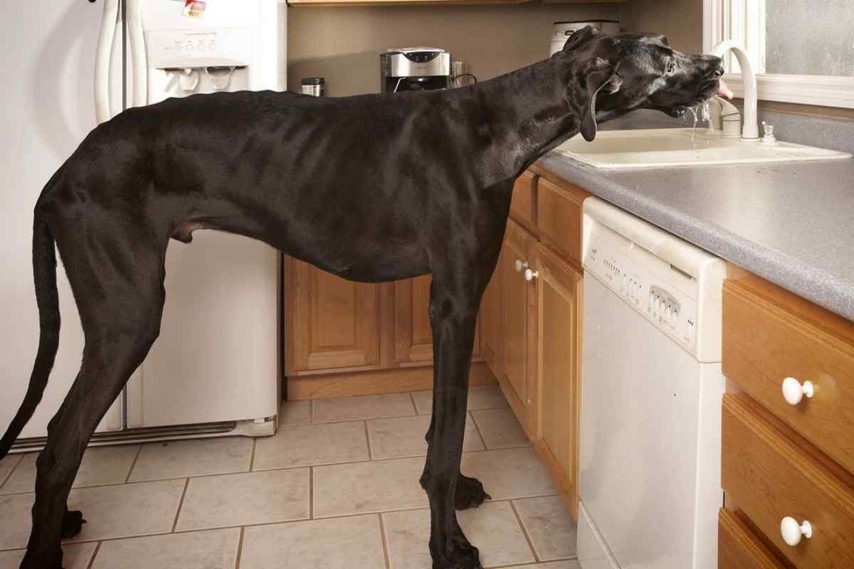 Найбільший собака у світі