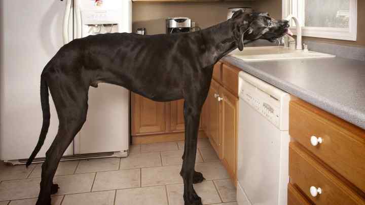 Найбільший собака у світі