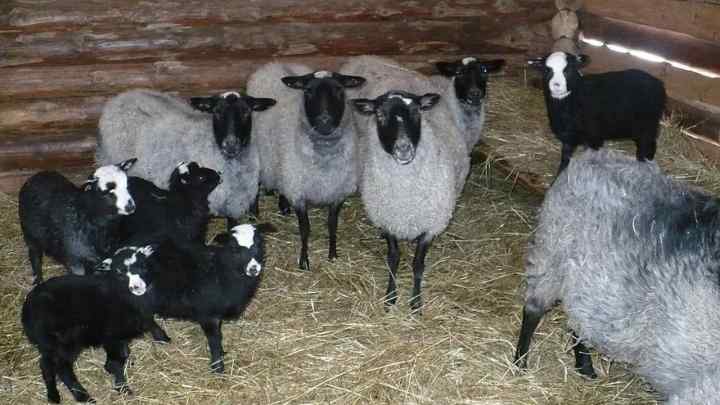 Як розводити овець романівської породи