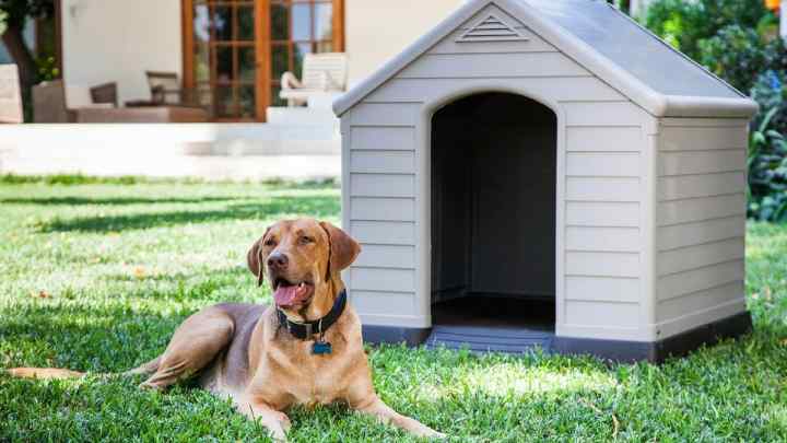 Найкращі породи собак для охорони приватного будинку