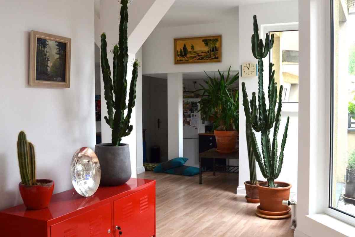 Якими рослинами можна декорувати квартиру