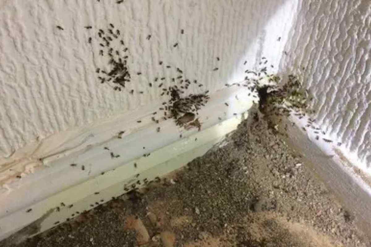 Як позбутися комах у квартирі