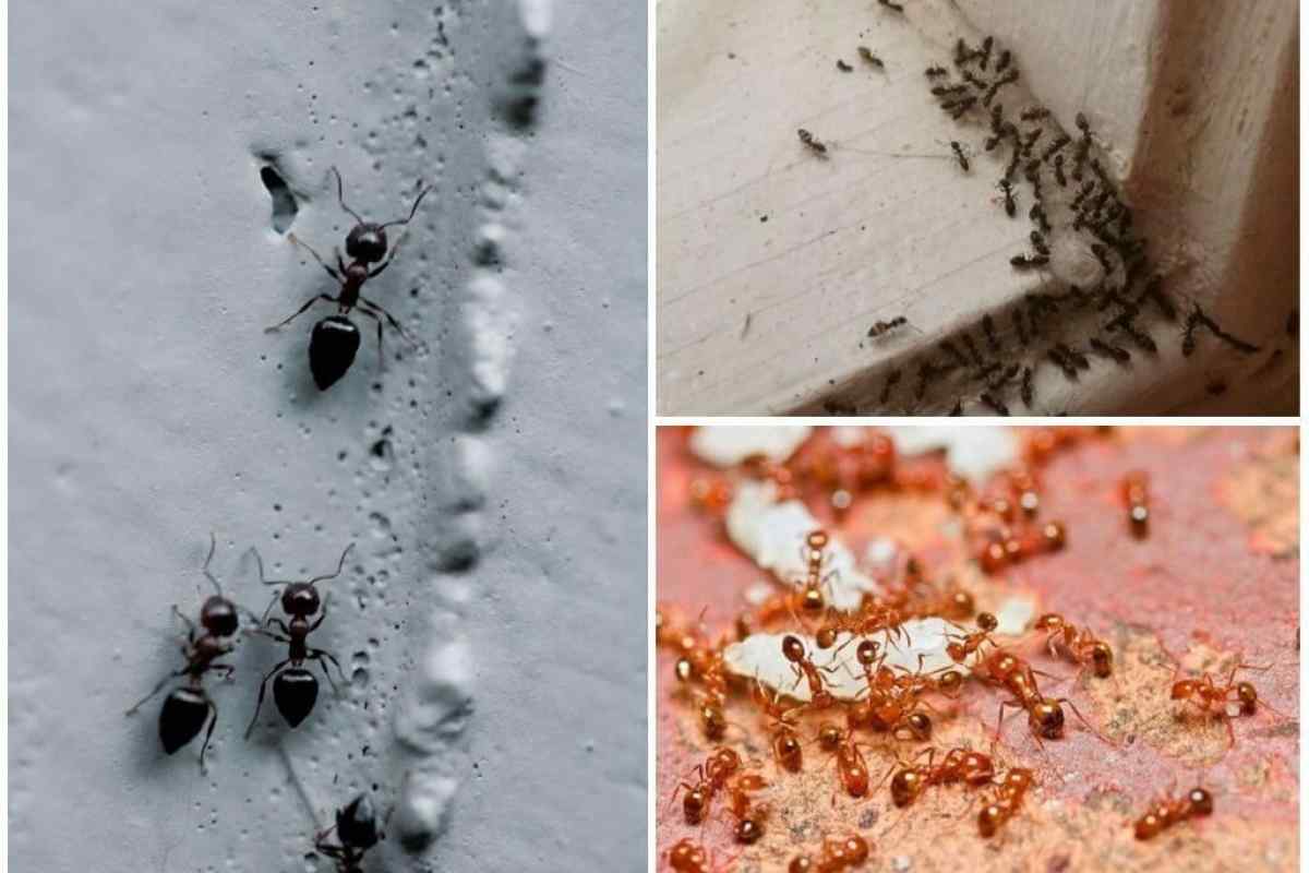 Як вивести рудих домашніх мурахів