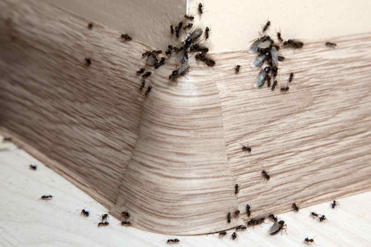 Як вивести мурашок у будинку