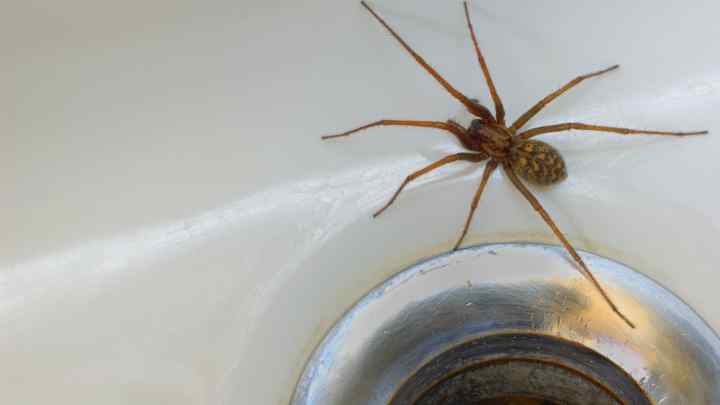 Як позбутися павуків у квартирі