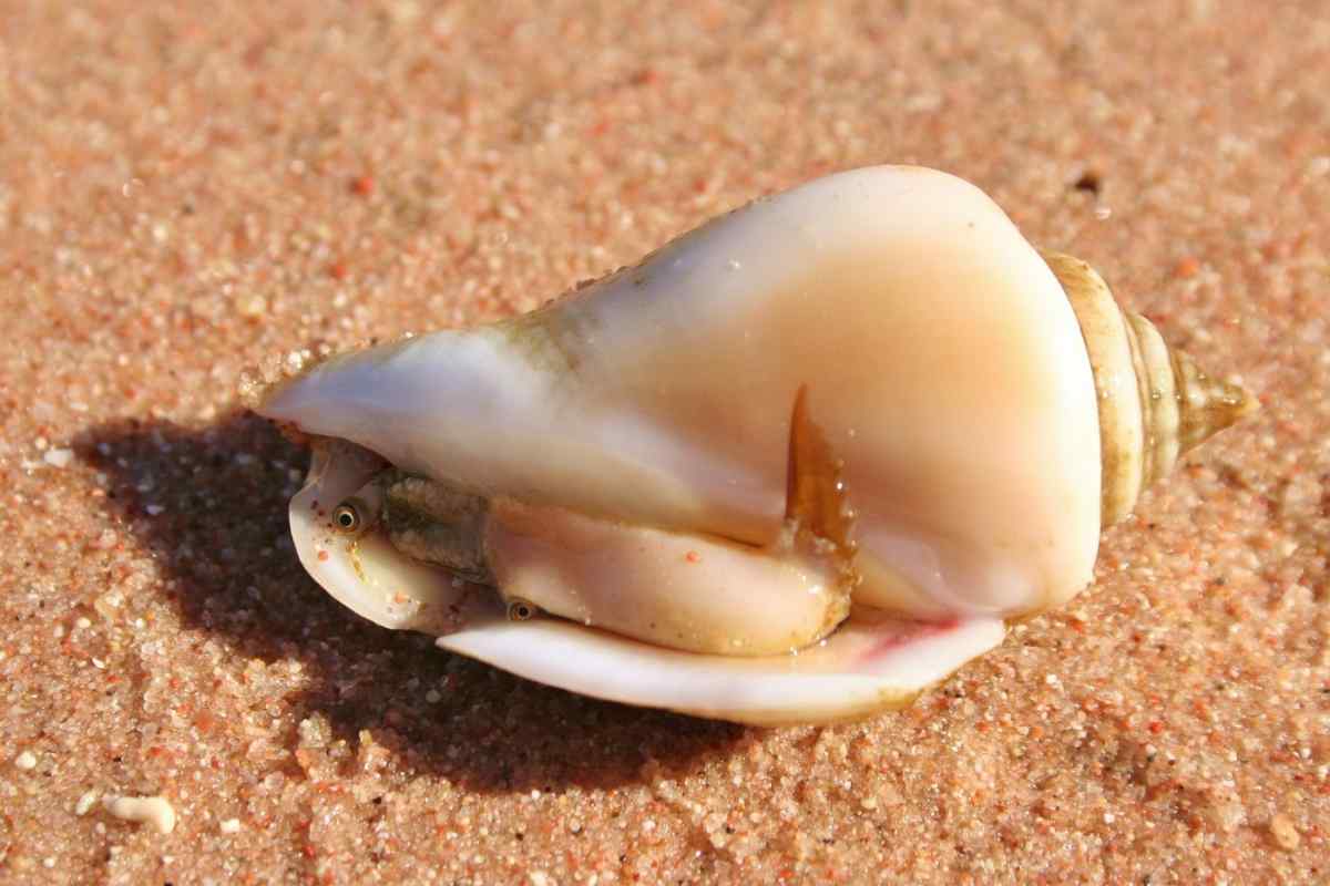 Секрети приготування черевоногих молюсків