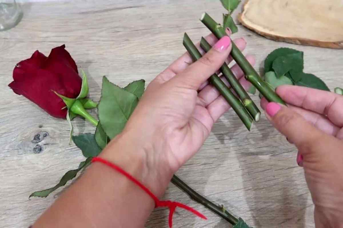 Як зробити так, щоб троянди довше простояли