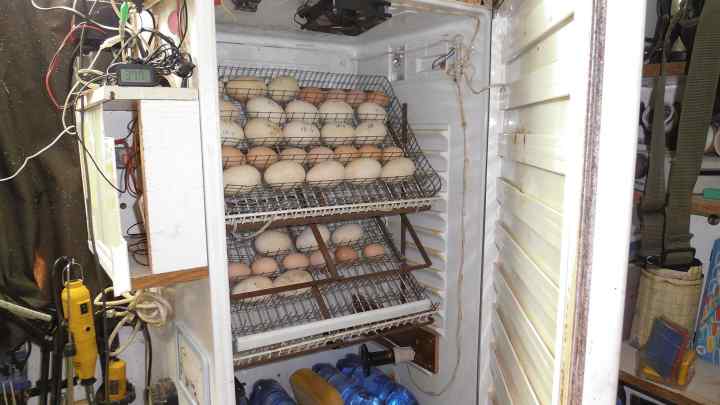 Як зробити з холодильника інкубатор