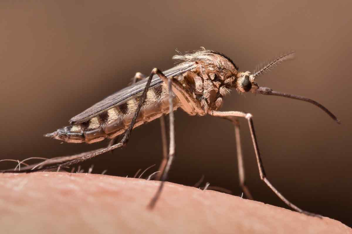 Як позбутися комарів вдома
