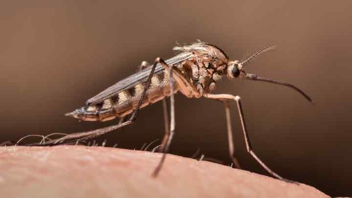 Як позбутися комарів вдома