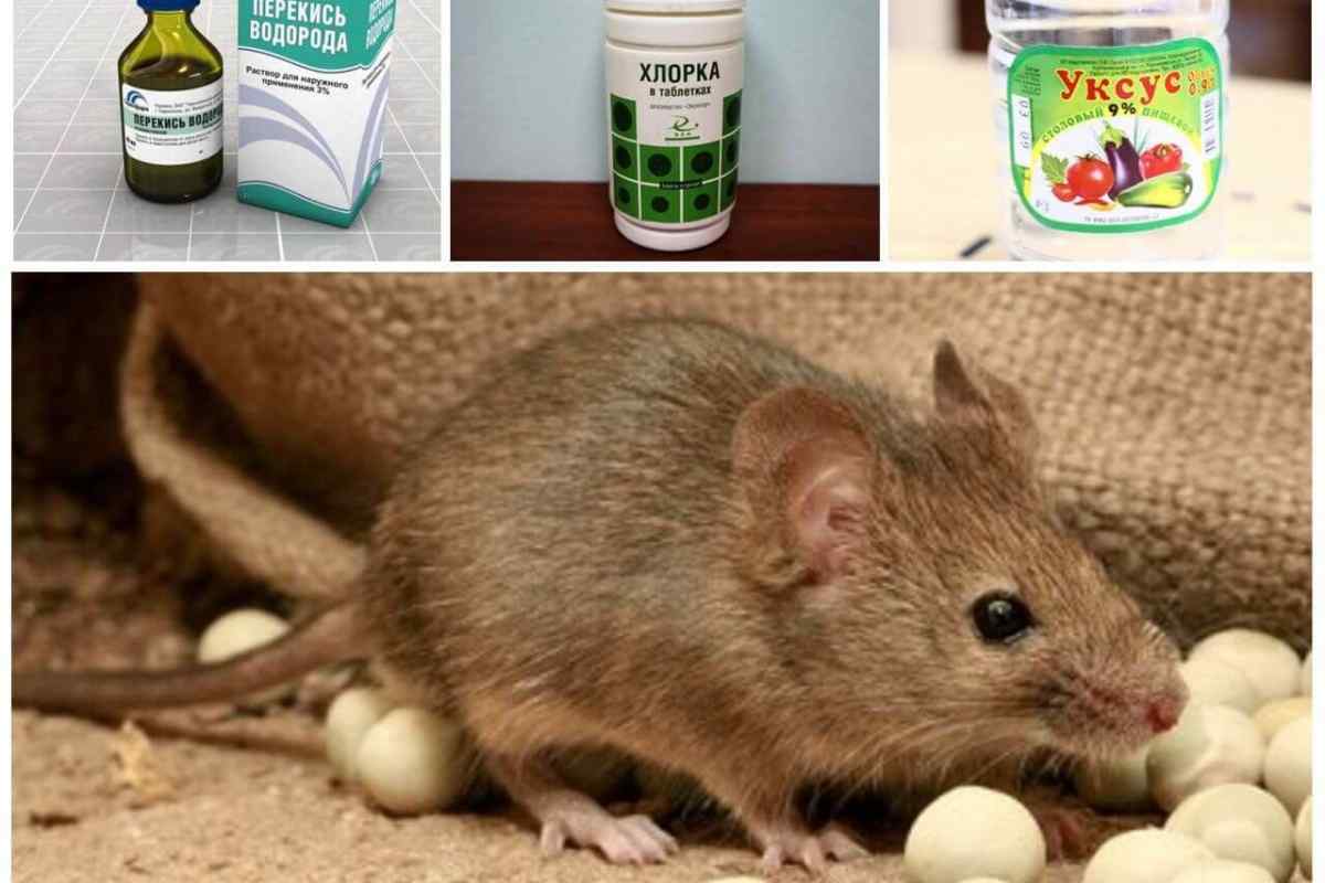 Як позбутися будинку від мишей