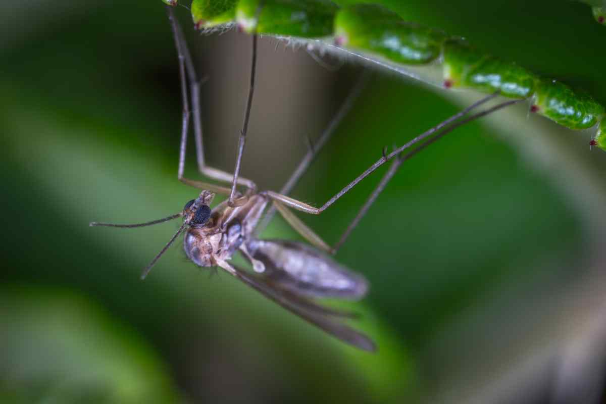 Народні кошти від комарів: як відлякати комах