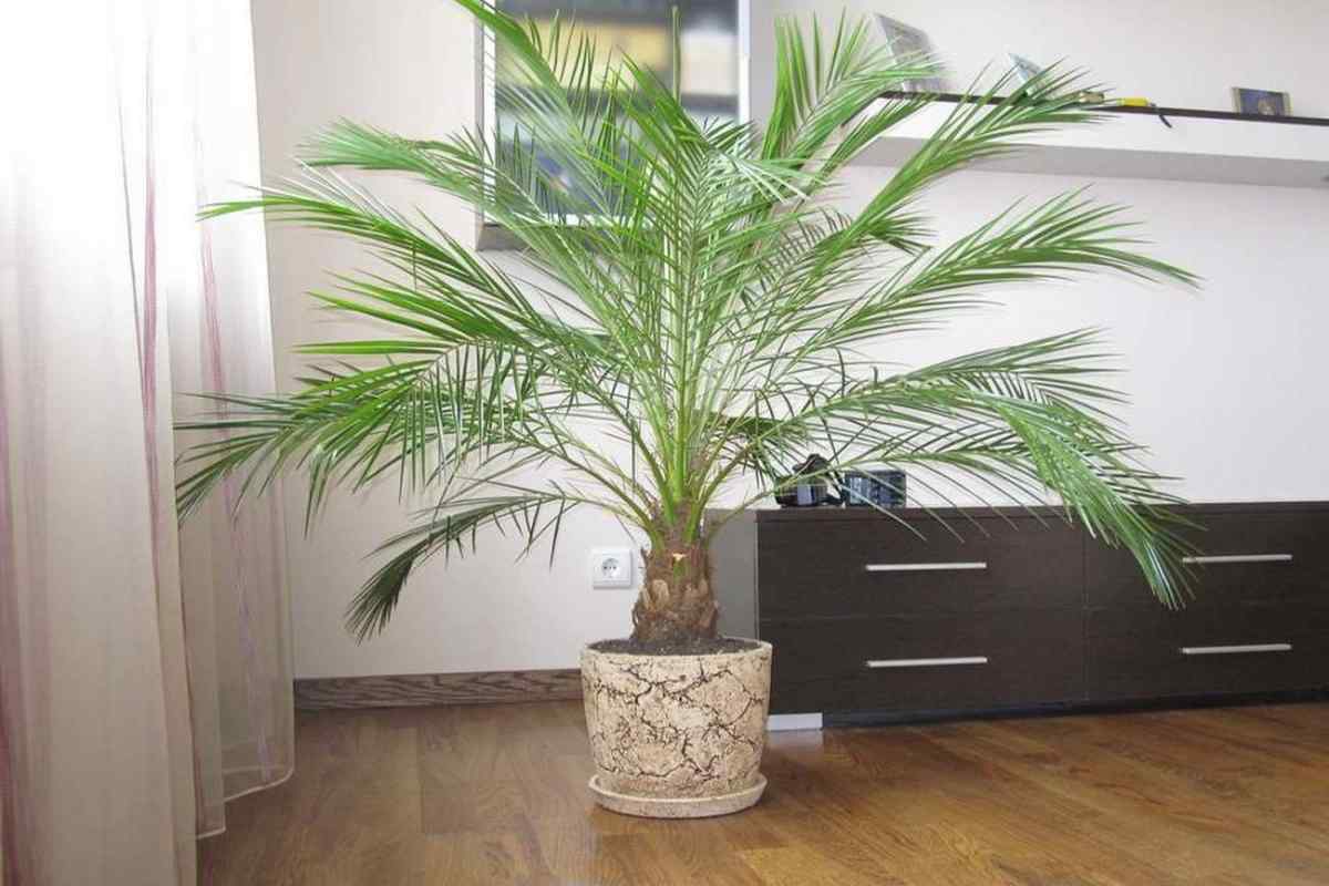 Як посадити фінікову пальму