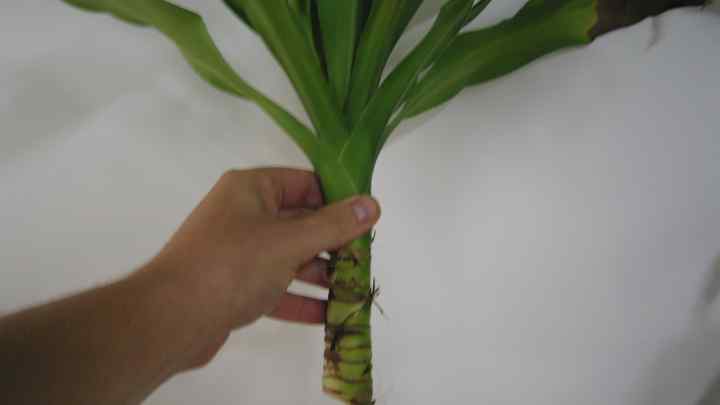 Як розмножити пальму